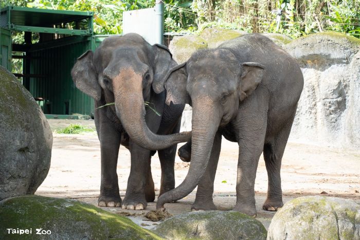 熱帶雨林區迎新篇章！臺北市立動物園啟動象群搬遷準備，讓亞洲象與非洲象先從「聞香認識」開始做鄰居